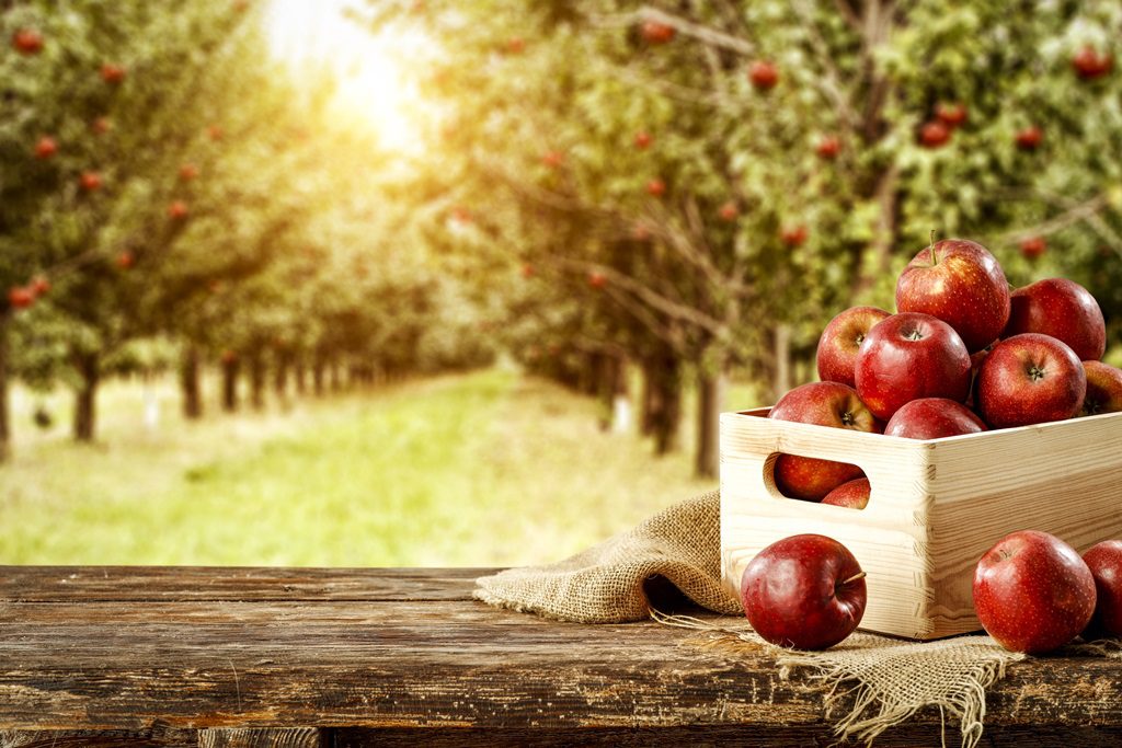 5 Great “U-Pick” Apple Orchards in the Lewiston-Auburn Area